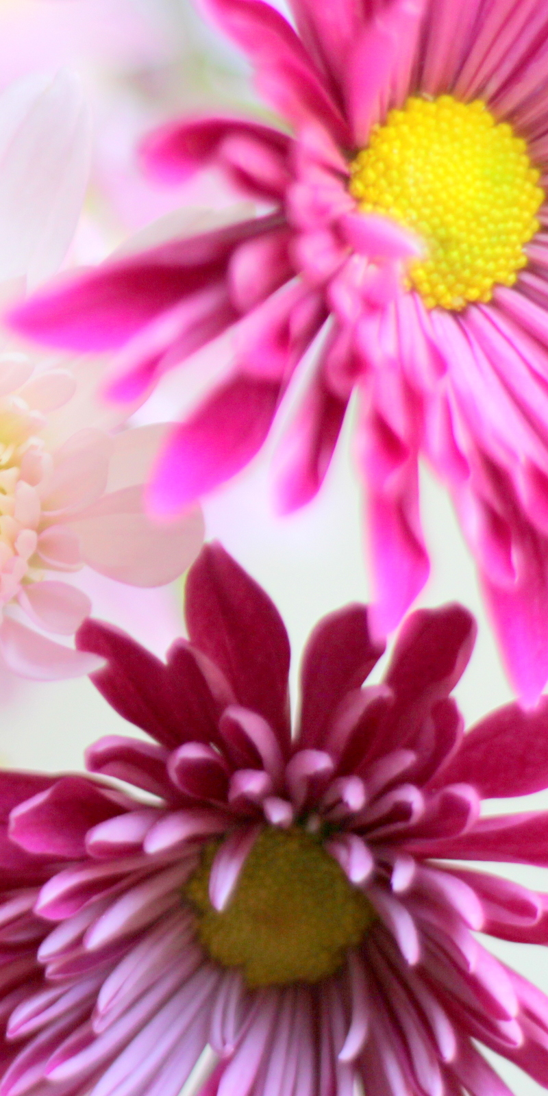 פרח דליה Dahlia בלוג עיצוב מיס גרות צילום לירון גונן (1)