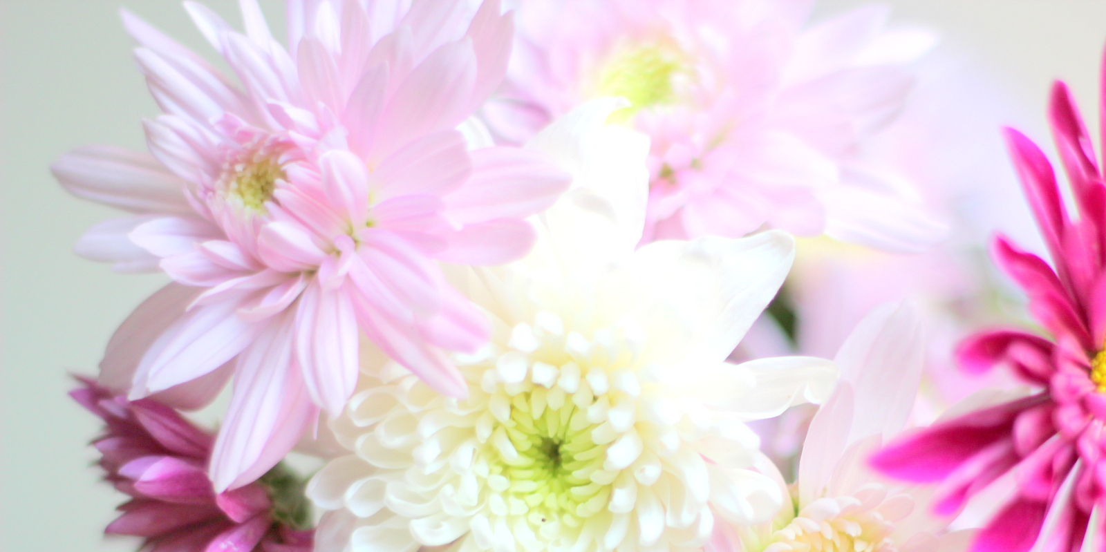פרח דליה Dahlia בלוג עיצוב מיס גרות צילום לירון גונן (2)