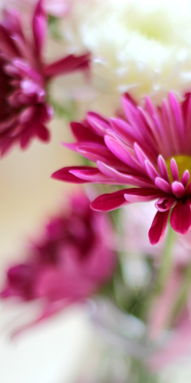 פרח דליה Dahlia בלוג עיצוב מיס גרות צילום לירון גונן (6)